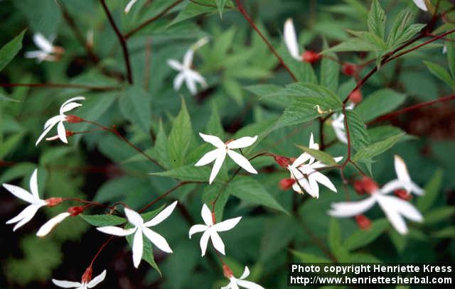 Photo: Gillenia trifoliata 1.