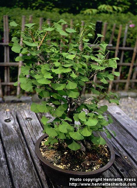 Photo: Ginkgo biloba 3.