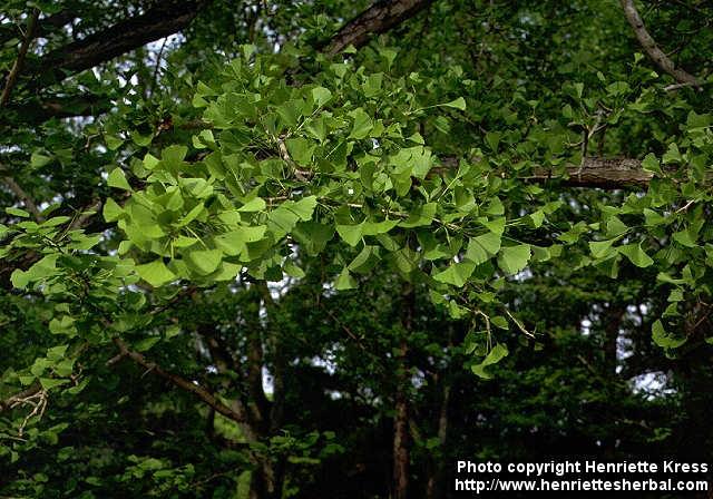 Photo: Ginkgo biloba 5.