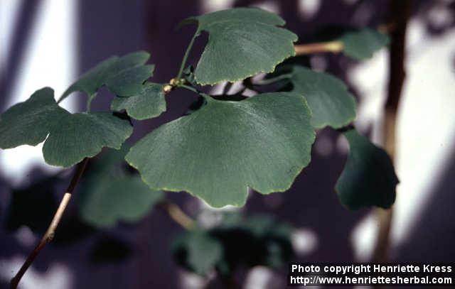 Photo: Ginkgo biloba 6.