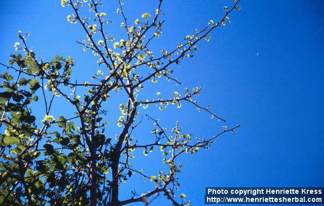 Photo: Ginkgo biloba 8.