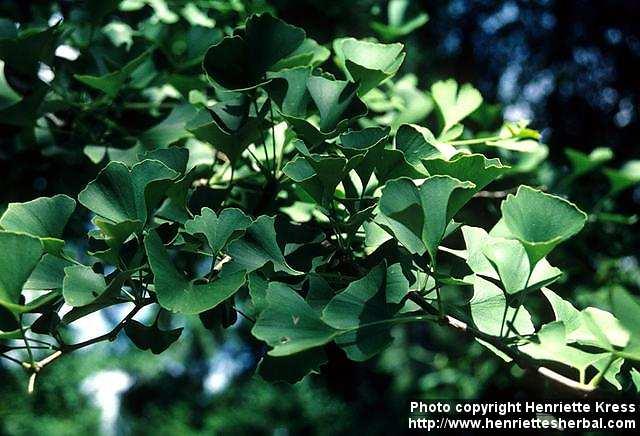 Photo: Ginkgo biloba 2.