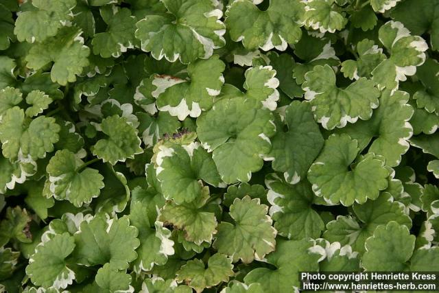 Photo: Glechoma hederacea 7.