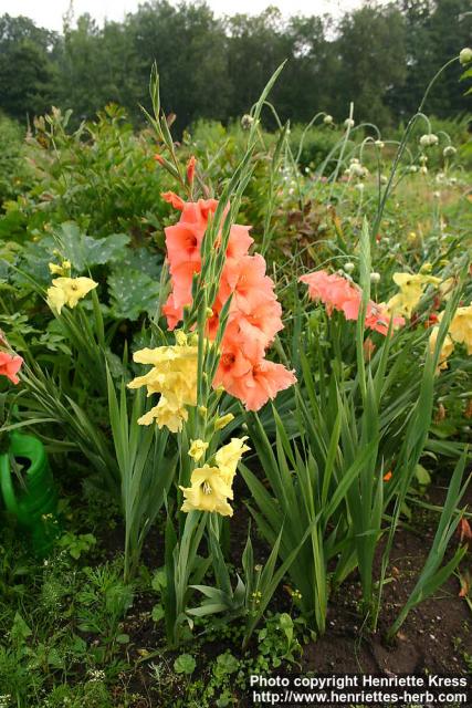 Photo: Gladiolus x gandavensis.