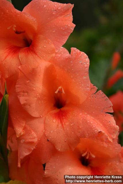 Photo: Gladiolus x gandavensis 1.