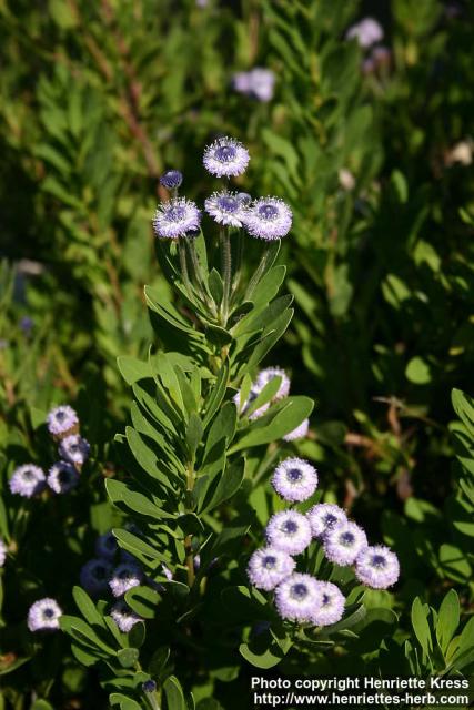 Photo: Globularia sarcophylla.