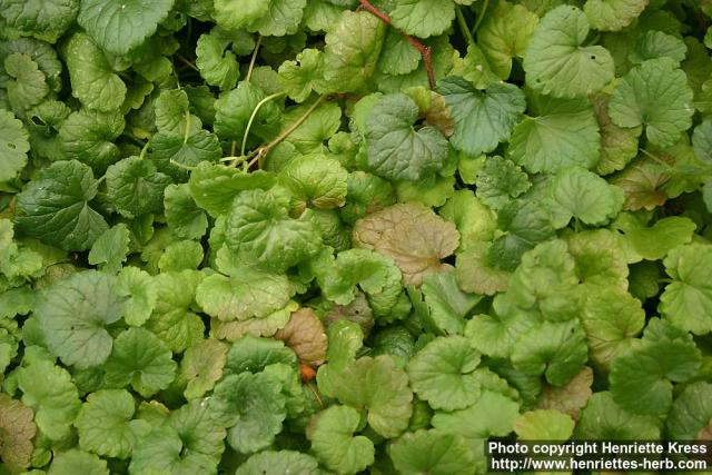 Photo: Glechoma hederacea 13.