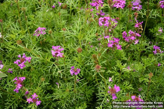 Photo: Glandularia speciosa.