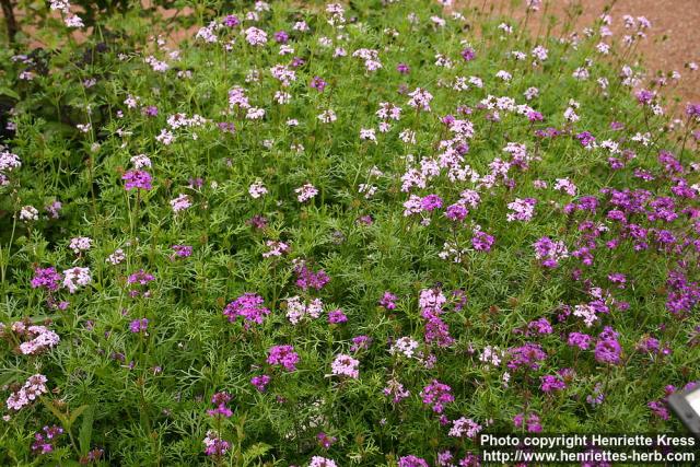 Photo: Glandularia speciosa 2.