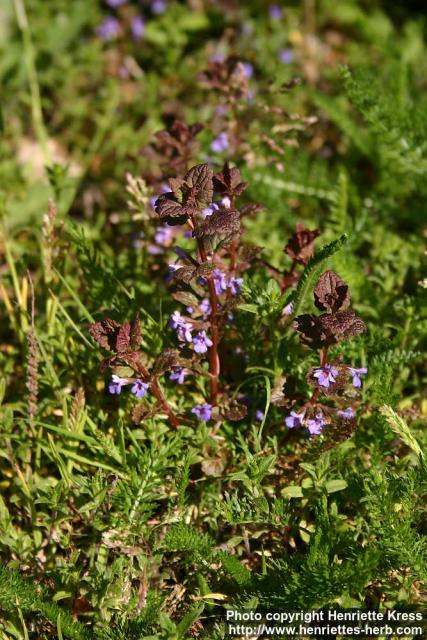 Photo: Glechoma hederacea 14.