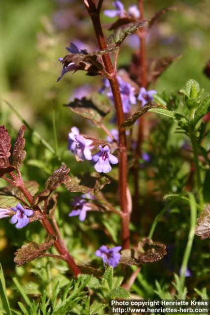 Photo: Glechoma hederacea 15.