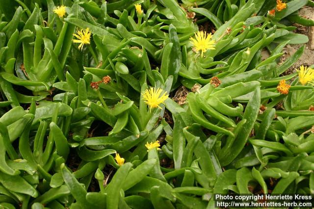 Photo: Glottiphyllum longum.