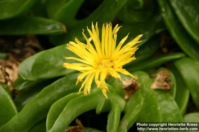 Photo: Glottiphyllum longum 2.