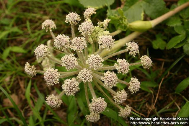 Photo: Glehnia littoralis 1.