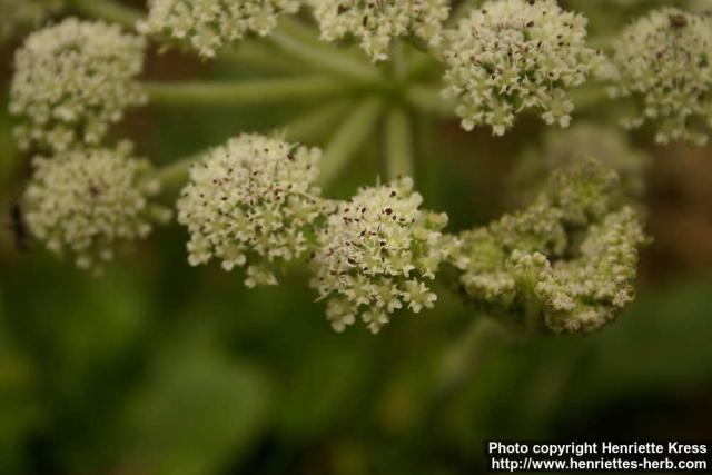 Photo: Glehnia littoralis 2.