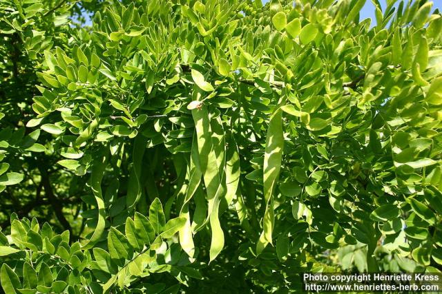 Photo: Gleditsia Japonica 2.