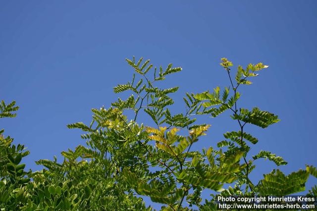 Photo: Gleditsia japonica 6.