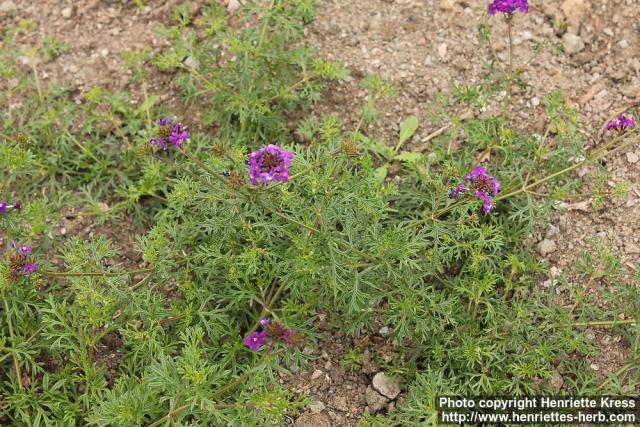 Photo: Glandularia pulchella 0.