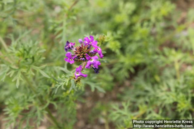 Photo: Glandularia pulchella 2.