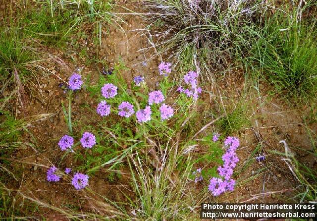 Photo: Glandularia bipinnatifida 2.