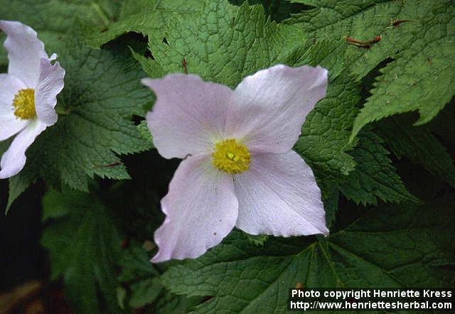 Photo: Glaucidium palmatum 1.