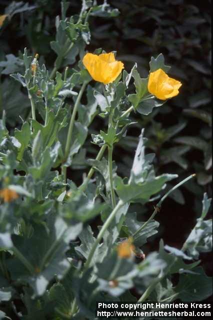 Photo: Glaucium flavum 1.