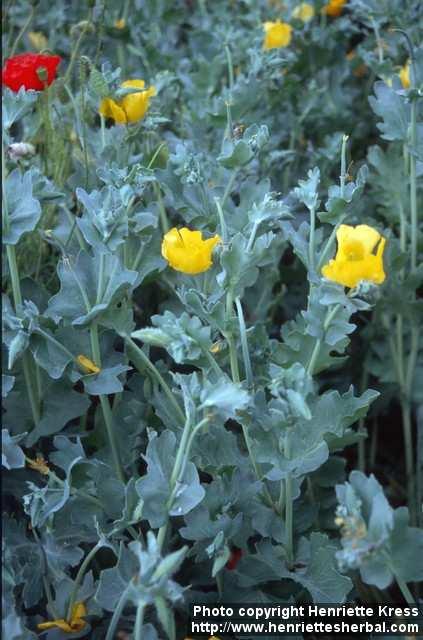 Photo: Glaucium flavum 2.