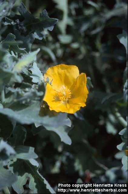 Photo: Glaucium flavum.