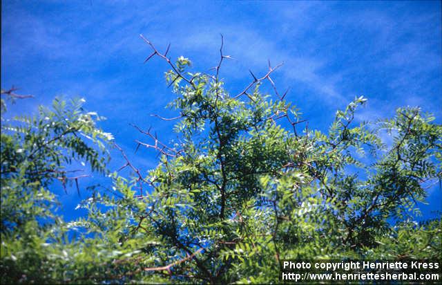 Photo: Gleditsia triacanthos 1.