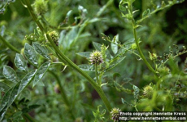 Photo: Glycyrrhiza uralensis 1.