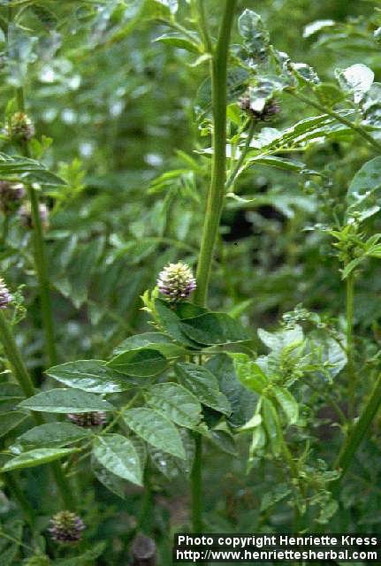 Photo: Glycyrrhiza uralensis.