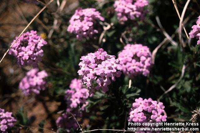 Photo: Glandularia bipinnatifida 1.