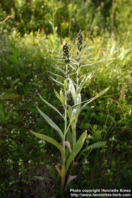 Photo: Gnaphalium norvegicum.