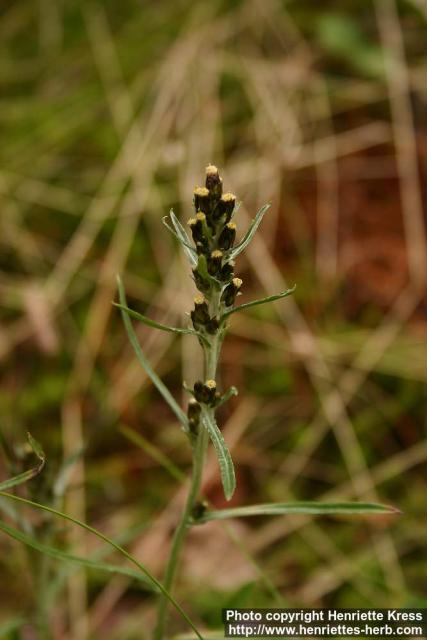 Photo: Gnaphalium sylvaticum.