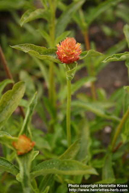 Photo: Gomphrena globosa.