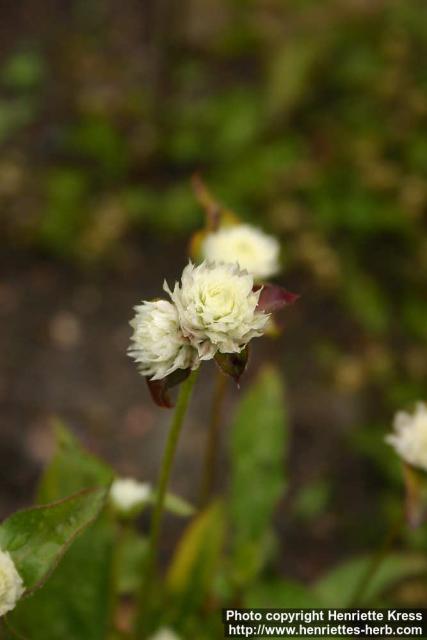 Photo: Gomphrena albiflora 1.