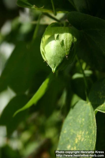 Photo: Gossypium 5.