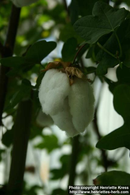 Photo: Gossypium 7.