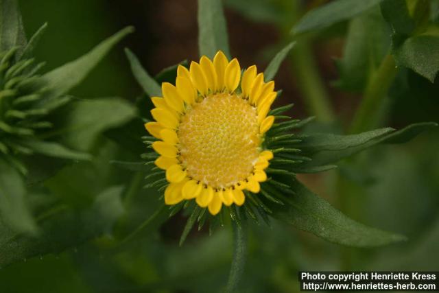 Photo: Grindelia.