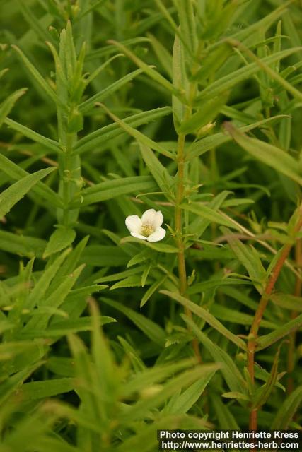 Photo: Gratiola officinalis 7.