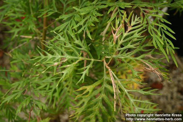 Photo: Grevillea 1.