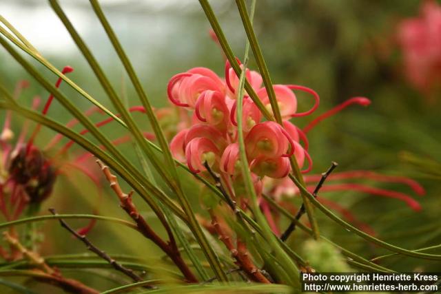 Photo: Grevillea johnsonii.