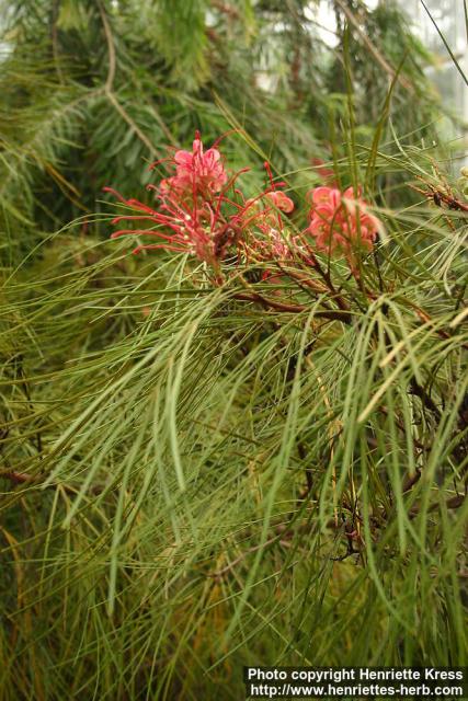 Photo: Grevillea johnsonii 1.