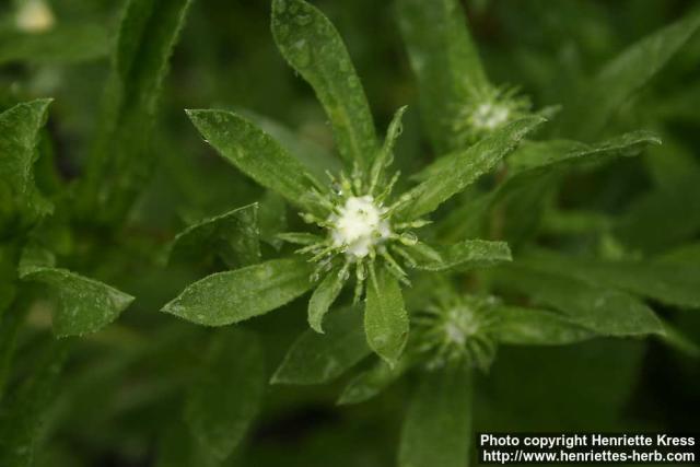 Photo: Grindelia camporum 3.