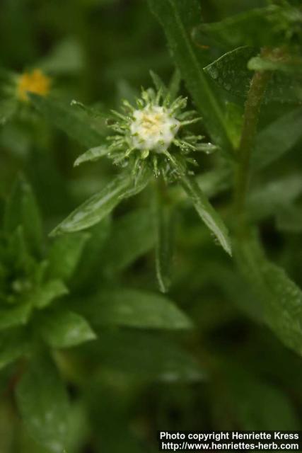 Photo: Grindelia camporum 4.