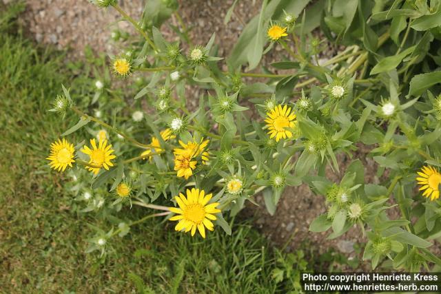 Photo: Grindelia integrifolia 0.