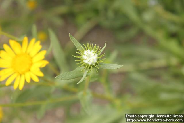 Photo: Grindelia integrifolia 1.