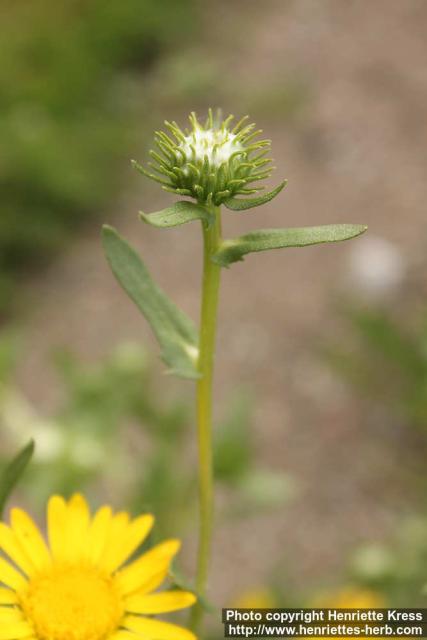 Photo: Grindelia integrifolia 2.