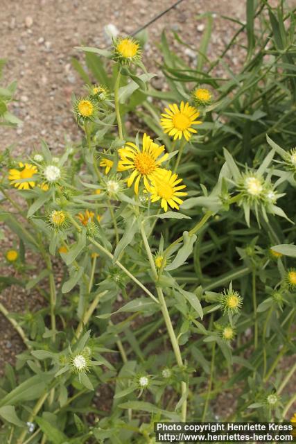 Photo: Grindelia integrifolia 3.