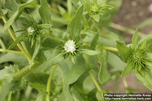 Photo: Grindelia integrifolia 4.